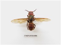 藏品(中華大虎頭蜂)的圖片